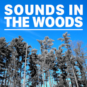 Sounds in the Woods cover